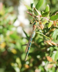 Austrolestes cingulatus