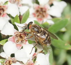 Scaptia patula