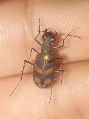 Cicindela sommeri