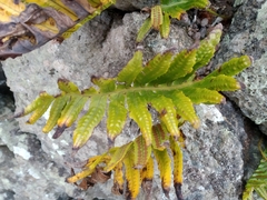 Polypodium macaronesicum azoricum
