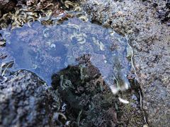 Amblyopone australis