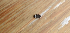 Eurymycter tricarinatus