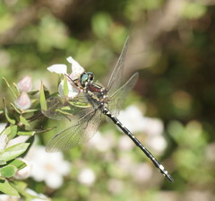 Eusynthemis brevistyla
