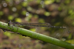 Argiocnemis rubescens