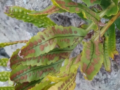 Polypodium macaronesicum azoricum