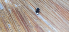 Eurymycter tricarinatus