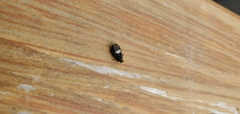 Eurymycter tricarinatus