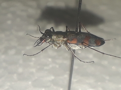 Cicindela sommeri