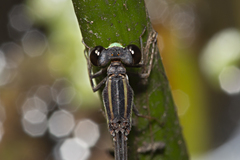 Argiocnemis rubescens