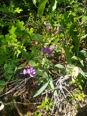 Lathyrus pauciflorus