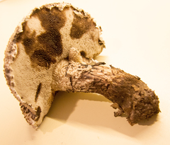 Strobilomyces confusus