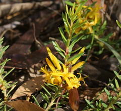 Persoonia chamaepeuce
