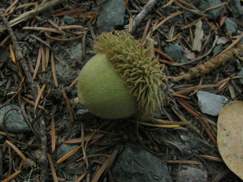 iNaturalist observation photo of Tanoak