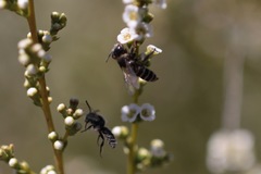 Hesperapis ilicifoliae