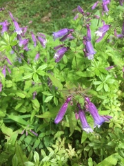 Penstemon smallii