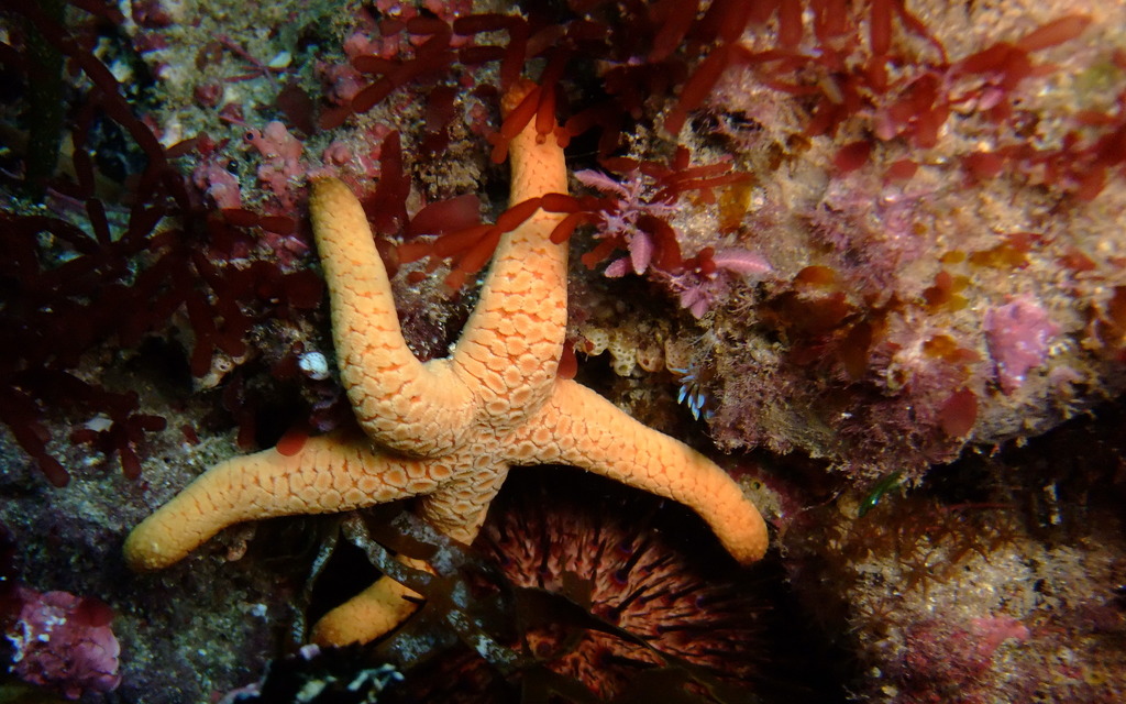 Large-plated Sea Star