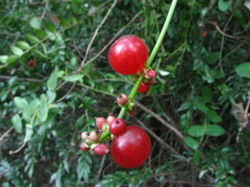 iNaturalist observation photo of Pink Honeysuckle