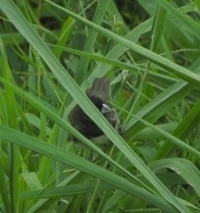 Sporophila luctuosa