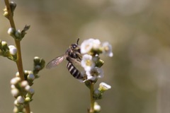 Hesperapis ilicifoliae