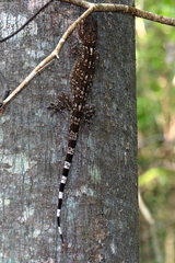 Blaesodactylus