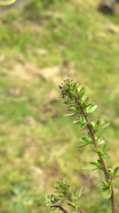 Veronica arvensis