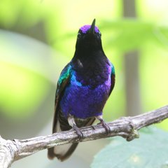 Boissonneaua jardini