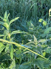 Enallagma cyathigerum