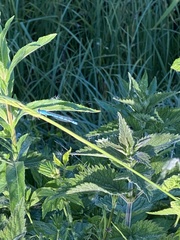 Enallagma cyathigerum