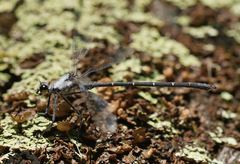 Austroargiolestes calcaris