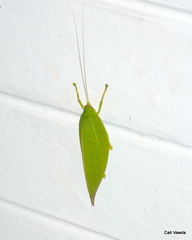 Zabalius ophthalmicus