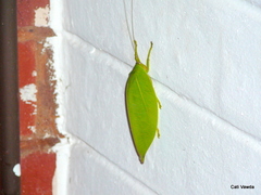 Zabalius ophthalmicus