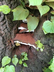 Ganoderma applanatum