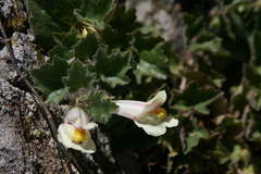 Asarina procumbens