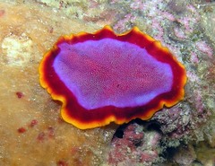 Pseudoceros ferrugineus