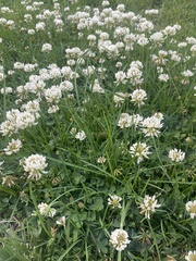 Trifolium repens
