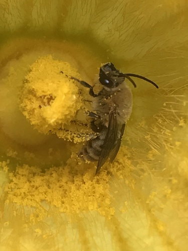 photo of Squash Bees (Peponapis)