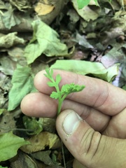 Botrychium matricariifolium