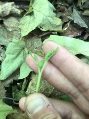 Botrychium matricariifolium