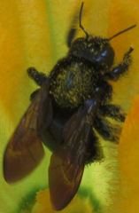 Xylocopa