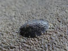 Onchidella nigricans