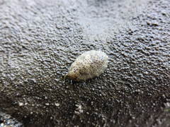 Onchidella nigricans