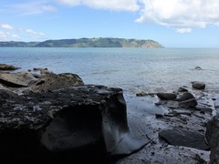 Onchidella nigricans