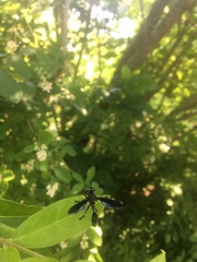 Physocephala floridana