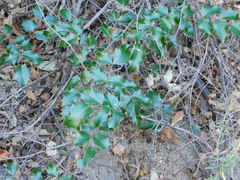 Berberis wilcoxii