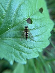 Chrysopilus ornatus