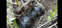 Lethrus apterus