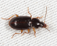 Stenolophus ochropezus