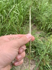 Bothriochloa longipaniculata