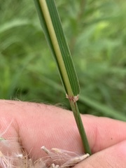 Bothriochloa longipaniculata