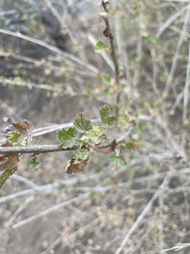 photo of Chaparral Bush-mallow (Malacothamnus fasciculatus)